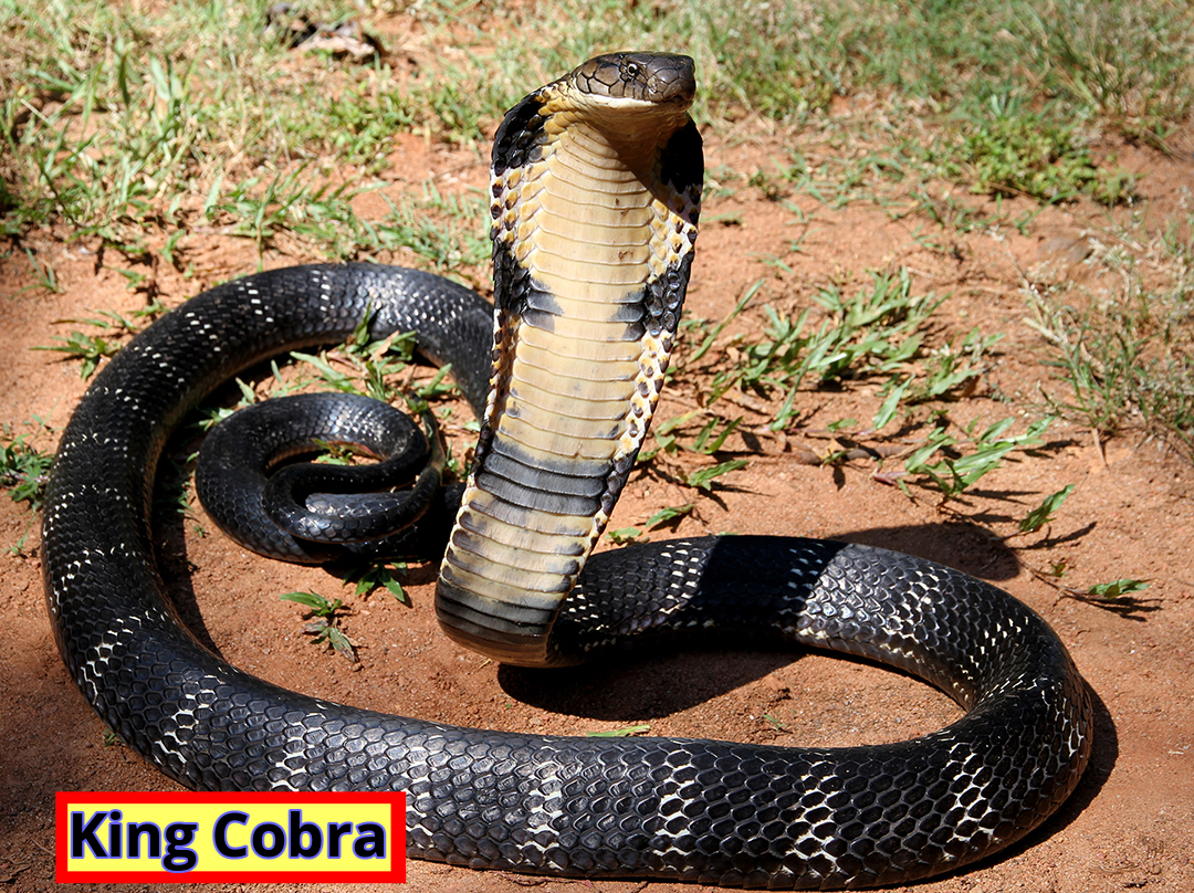 King Cobra (1)